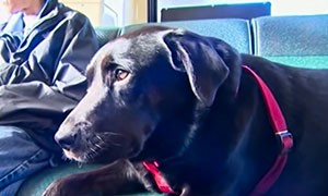 Eclipse: il cane che va al parco da solo