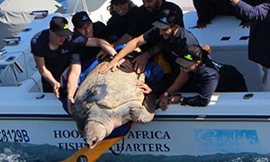 Yoshi la caretta caretta dei record