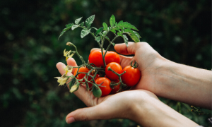 Coldiretti: Primavera anticipata tilt raccolti