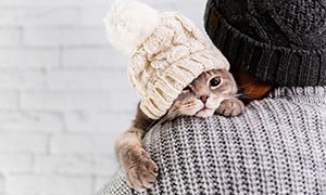 Il 17 febbraio  la festa del gatto
