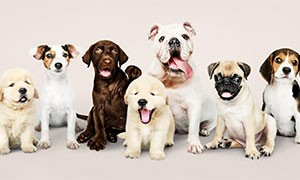 A Cagliari i cani pi belli del mondo