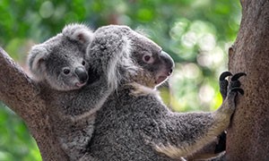 Koala a rischio estinzione in Australia