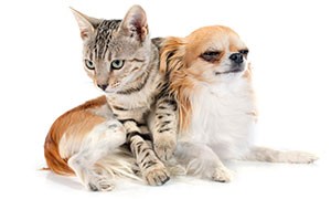 Cani e gatti NON trasmettono il Coronavirus