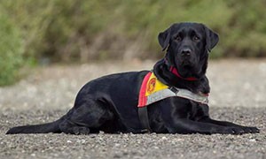 Franco Muzzolu e il suo Labrador eroe a 4 zampe