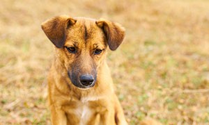 Adotta un cane: Iniziativa nei cartoni pizza