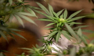 Amsterdam: Covid, file per fare scorte di cannabis