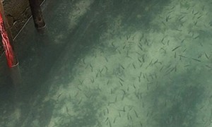 Coronavirus: Venezia rinasce cos la natura