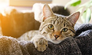 Infezione da SARS-CoV-2 tra gli animali domestici