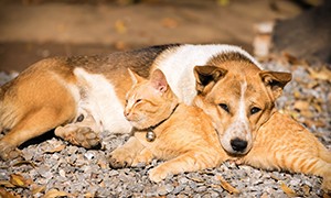 Cani e gatti non trasmettono il virus!!