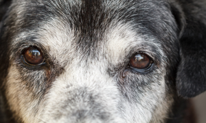 Maximus il cane più vecchio al mondo