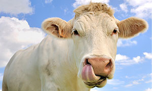 Adotta una mucca e ricevi a casa  il formaggio fatto con il suo latte