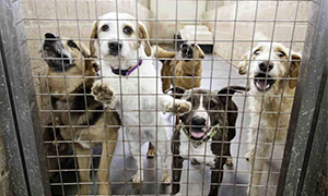 Operazione Cerbero: Sospeso un veterinario maltrattamento animali e truffa