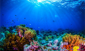 8 giugno Giornata Mondiale degli Oceani
