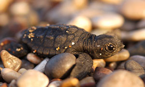 Martedì 16 giugno è il World Sea Turtle Day