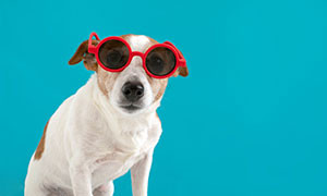 Estate con l'amico a quattro zampe: documenti per portarlo in vacanza