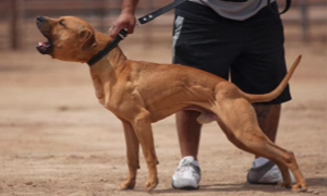 Bergamo, Pitbull azzanna cagnolino e il proprietario accoltella il cane
