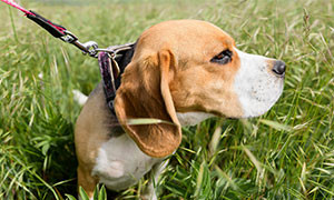 Dal 2021 obbligo di portare fuori il   cane in Germania per  due volte al giorno