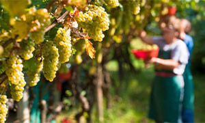 Coldiretti Sardegna: al via Vendemmia che promette qualità e quantità