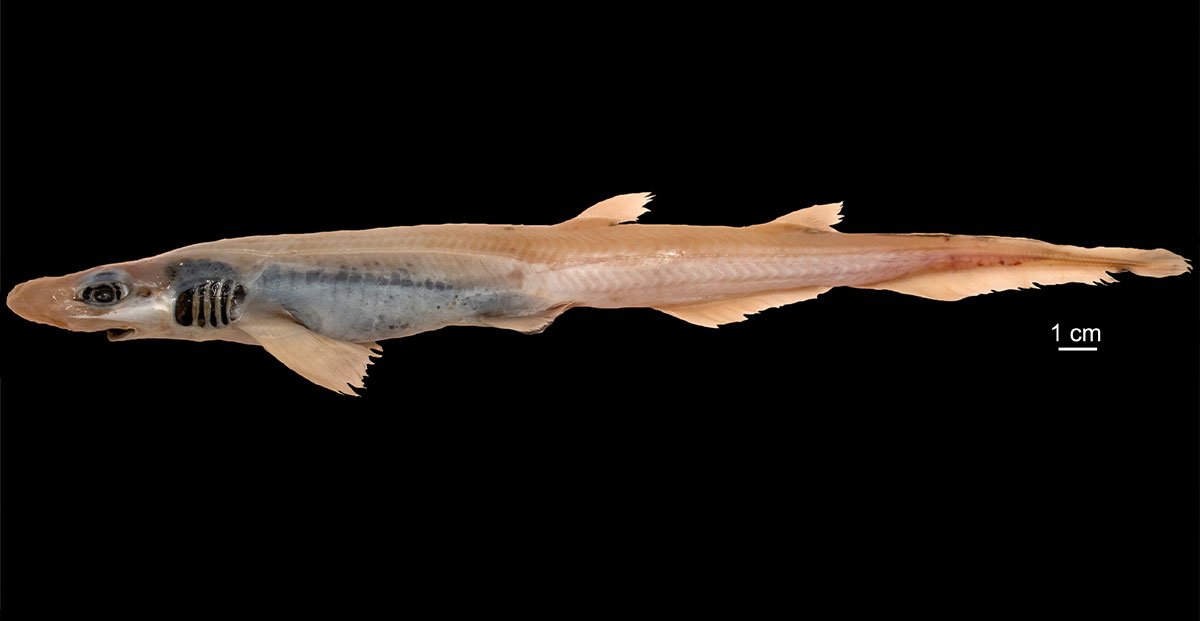 Prossima Fermata