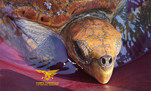 Salvato a Quartu - Margine Rosso  un esemplare di Caretta Caretta