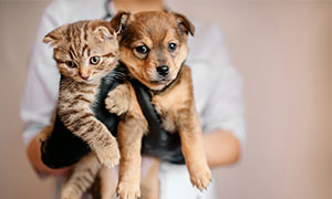 In occasione della giornata mondiale degli amanti dei cani, ecco i risultati di una ricerca
