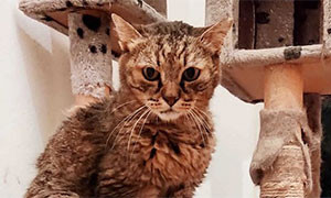 Si chiama Geremia ha 28 anni ed è il gatto più longevo