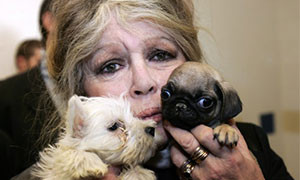 Brigitte Bardot contro la strage di randagi per l&rsquo;expo di Dubai