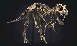 Il T-Rex Stan &egrave; stato venduto all&rsquo;asta per 27 milioni di dollari
