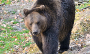 Vittoria animalista: Tar sospende l'ordinanza di cattura e reclusione dell'orsa JJ4