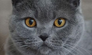 Russia, donna vende gatto con poteri magici a 130mila euro