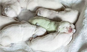 A Pattada &egrave; nato un cucciolo di labrador verde