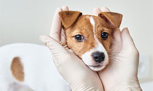 Contributi per la sterilizzazione delle cagnette, bando online