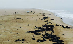 In Namibia sono stati trovati 12 mila cuccioli di foca morti sulle coste