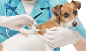 Veterinario si occupa gratuitamente dei cani dei senza tetto