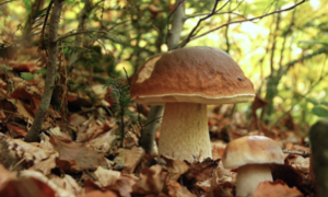 CS Funghi spontanei: attivo l'Ispettorato Micologico del Servizio Igiene degli alimenti