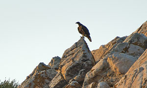 Aquila Day: un giorno dedicato alla &ldquo;Bonelli&rdquo;