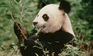 WWF: parte la campagna &ldquo;A Natale mettici il cuore&rdquo;