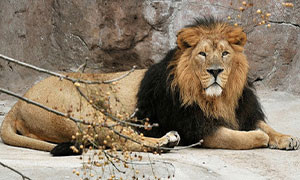 Il Leone Asiatico &egrave; salvo e non rischia pi&ugrave; di estinguersi