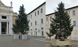 Natale. Sardegna dona un albero alla Basilica Papale ad Assisi