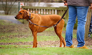 Porta il cane che zoppica dal veterinario: 300 sterline per poi scoprire che lo stava solo imitando