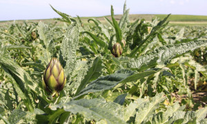 Coldiretti Sardegna. Campagna amica celebra  il Carciofo Day