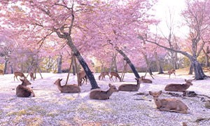 &ldquo;Shikagami&rdquo; si chiamano cos&igrave; i sacchetti commestibili per salvare i cervi