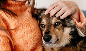 Cani innamorati, realt&agrave; o fantasia?