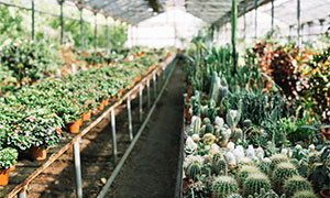 Covid. Coldiretti Sardegna 3 milioni di euro per Florovivaismo