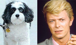Addio a Maxi, il cane di David Bowie che aveva i suoi stessi occhi