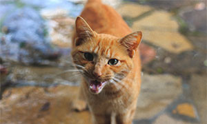 L&rsquo;app MeowTalk traduce il miagolio del gatto in parole umane