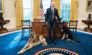 I cani del Presidente Joe Biden sono stati allontanati dalla Casa Bianca