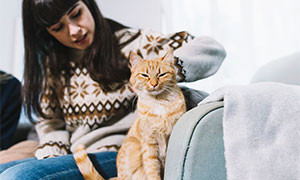 Troppe coccole stressano i gatti