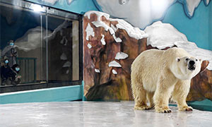 Change.org una petizione per chiudere il Polar Bear Hotel