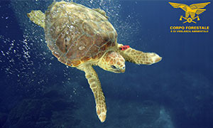 Tutela delle Tartarughe marine Sardegna